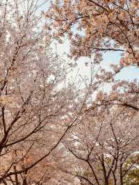 See Flowers and the River in Spring at Sindong Park for a Peaceful Visit 