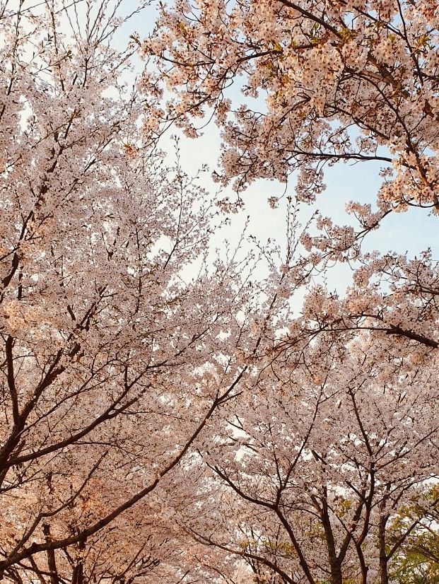 See Flowers and the River in Spring at Sindong Park for a Peaceful Visit 