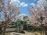 🌸【宇治・平等院｜極樂淨土的櫻色幻境】🏯  