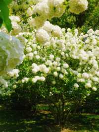 Xinzhuang Plum Garden Hydrangeas– Shanghai’s Secret Hydrangea Wonderland
