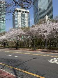 Cherry blossom in Seoul