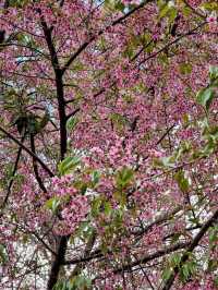พิษณุโลก 5 วัน 4 คืน แบบไปเรื่อยๆ ไม่รีบ 🍁🌸