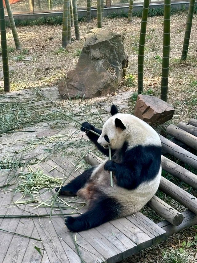 Nanshan Bamboo Sea: A Scenic Wonderland of Adventure and Wildlife