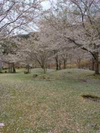 圧巻の桜