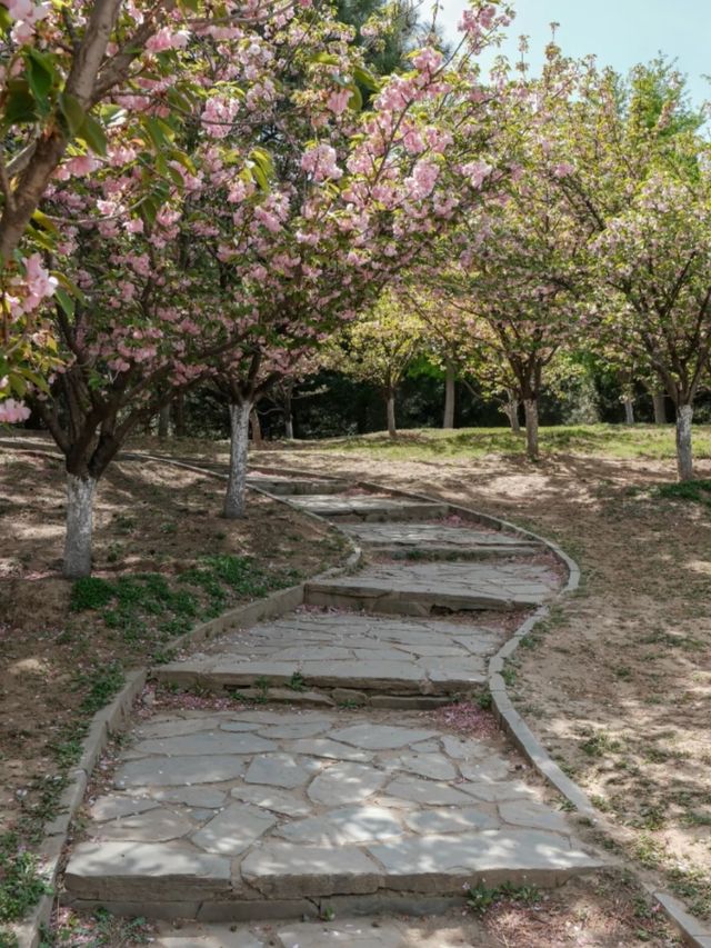 Chaoyang Park Cherry Blossoms-Downtown Beijing’s Urban Sakura Escape