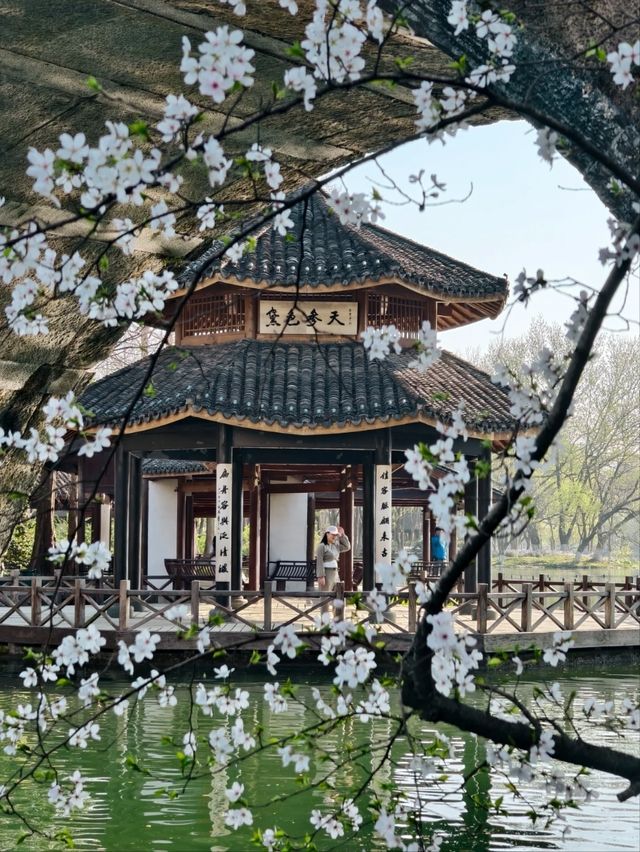 Maojiabu Cherry Blossoms – A Hidden Lakeside Escape