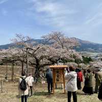 【熊本県🇯🇵観音桜】南阿蘇の観光名所☺️観音桜へ🌸