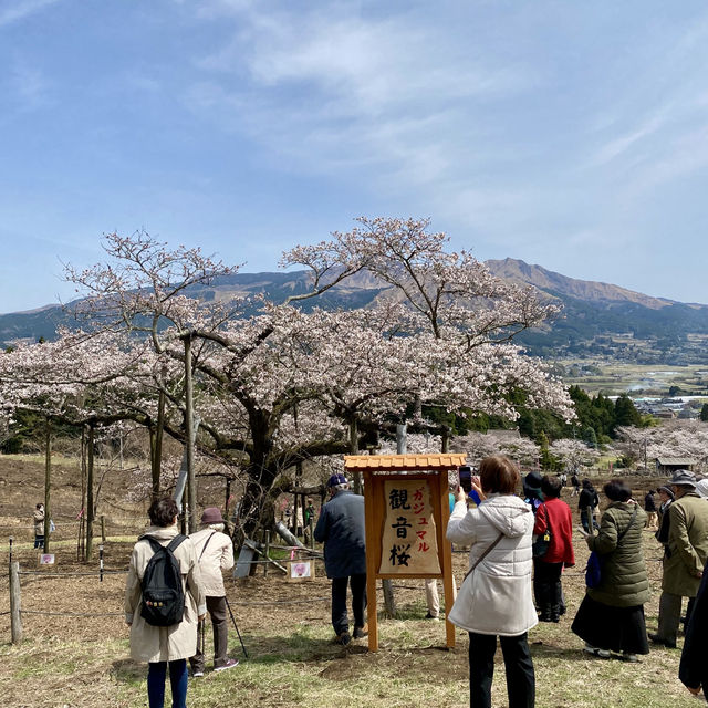 【熊本県🇯🇵観音桜】南阿蘇の観光名所☺️観音桜へ🌸