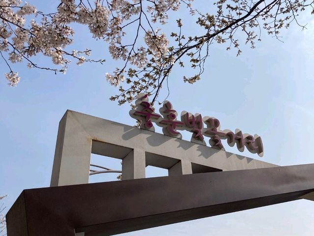 충훈부 벚꽃길, 봄을 가장 예쁘게 걷는 방법🌸 안양 벚꽃 산책