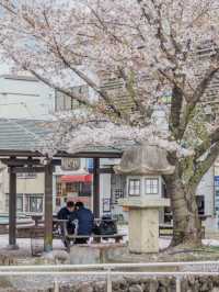 Revealing My Secret List of Ultra-Underrated Sakura Spots in Japan! 