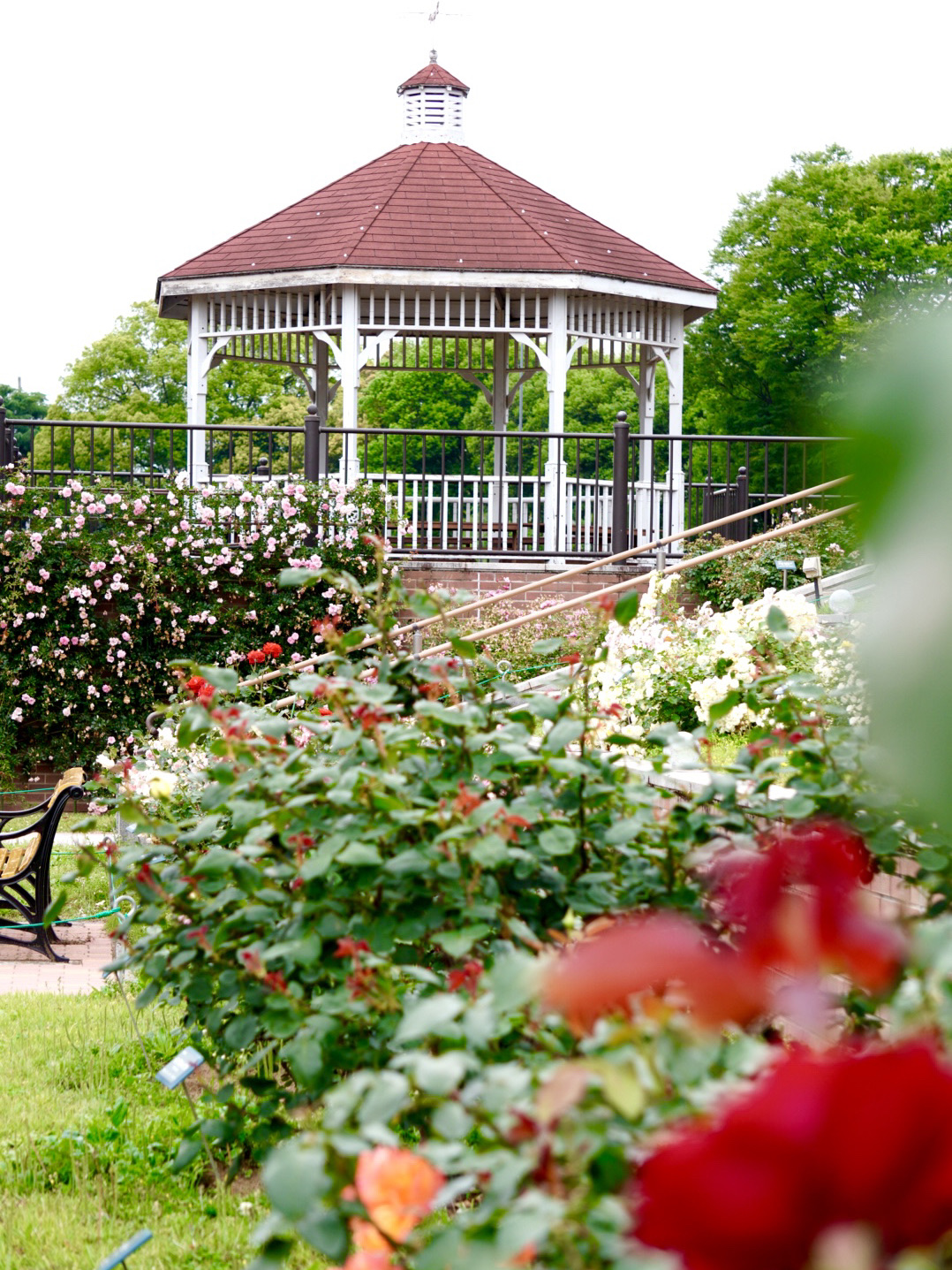 [Gunma] A paradise of 7,000 roses of 600 varieties