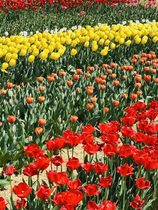 Pyeongtaek in Bloom: A Tulip Fantasy 🌷