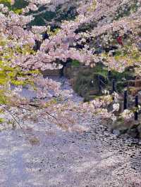 Spring’s Gentle Embrace: Cherry Blossoms at Gucun Park