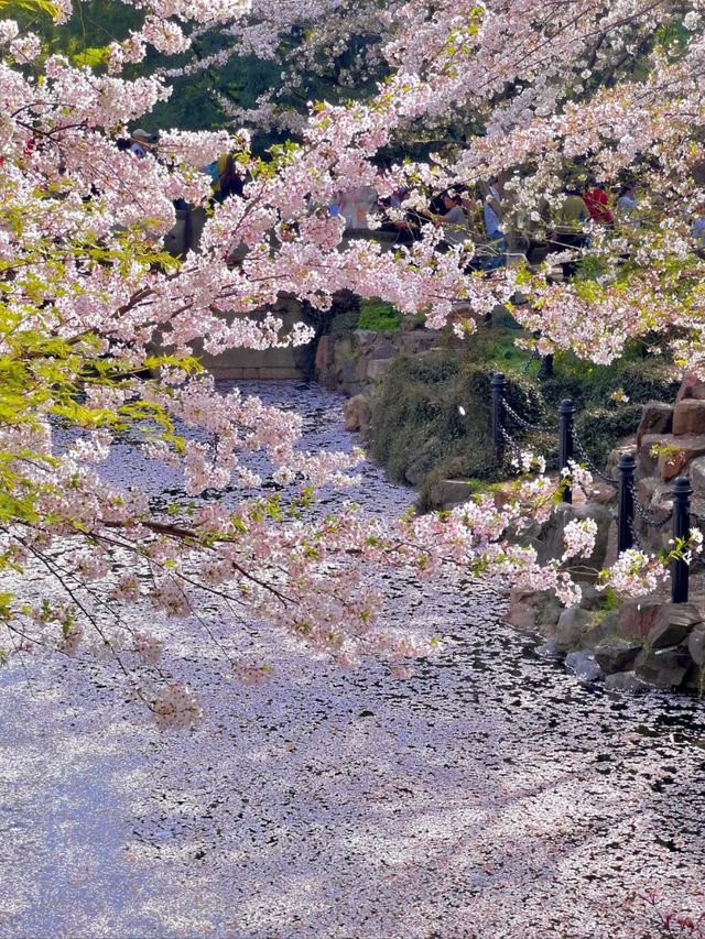 Spring’s Gentle Embrace: Cherry Blossoms at Gucun Park