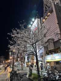 福岡🌸福博相逢橋夜櫻伴中洲夜景🎑