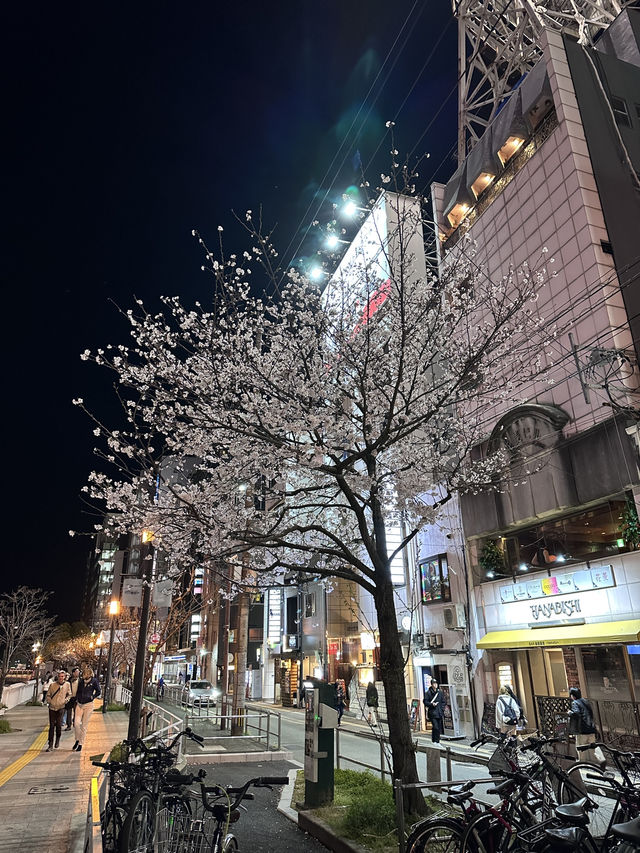 福岡🌸福博相逢橋夜櫻伴中洲夜景🎑