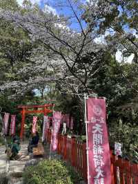 福岡🌸天開稻荷神社⛩️伴櫻花
