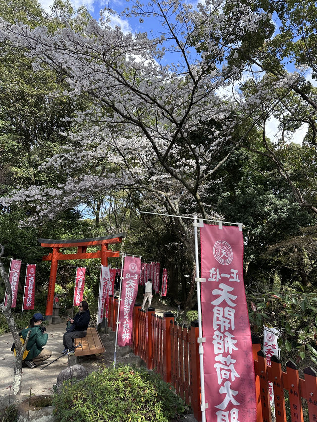 福岡🌸天開稻荷神社⛩️伴櫻花