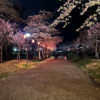 三輪南公園•夜櫻下的浪漫
