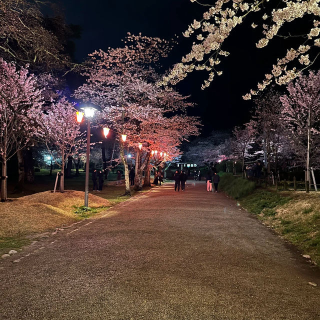 三輪南公園•夜櫻下的浪漫
