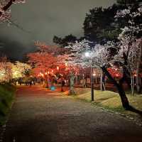三輪南公園•夜櫻下的浪漫