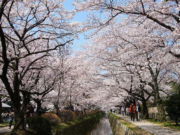 Philosopher’s Path in Bloom: Kyoto’s Most Serene Sakura Stroll