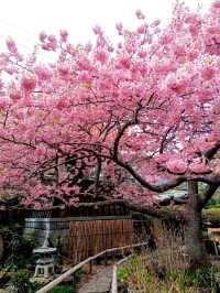 Daiji Temple Sakura | Mie's Coastal Cherry Blossom Sanctuary