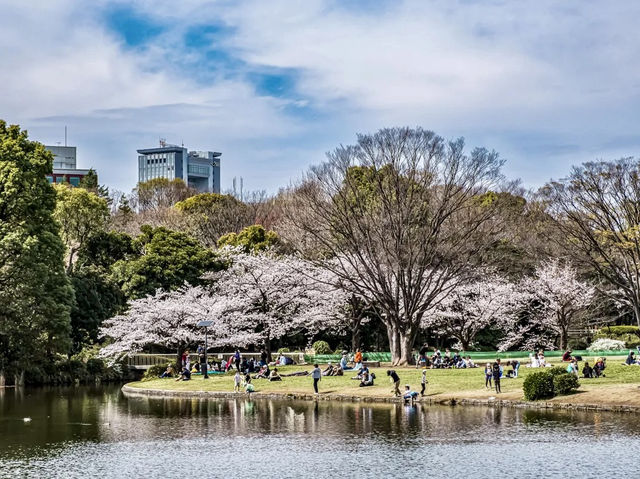 🌸 Kitanomaru Park Sakura Diaries: Picnics, Petals & Perfect Vibes! 🌸