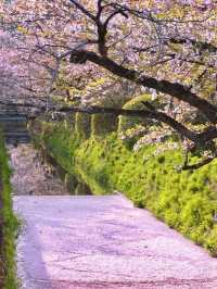 Strolling Through Petals and Philosophy: Kyoto’s Philosopher’s Path