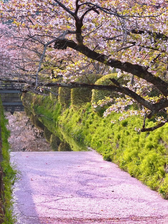 Strolling Through Petals and Philosophy: Kyoto’s Philosopher’s Path
