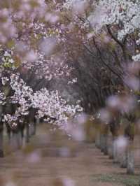 Spring’s Embrace: The Cherry Blossom Magic of Yitong River