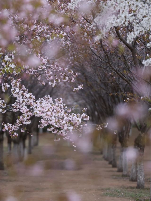Spring’s Embrace: The Cherry Blossom Magic of Yitong River