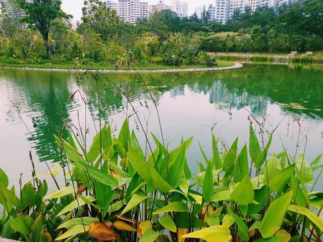 Jurong Lake Gardens: Singapore’s Hidden Green Gem!