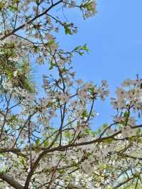 【兵庫/西宮】桜の名所