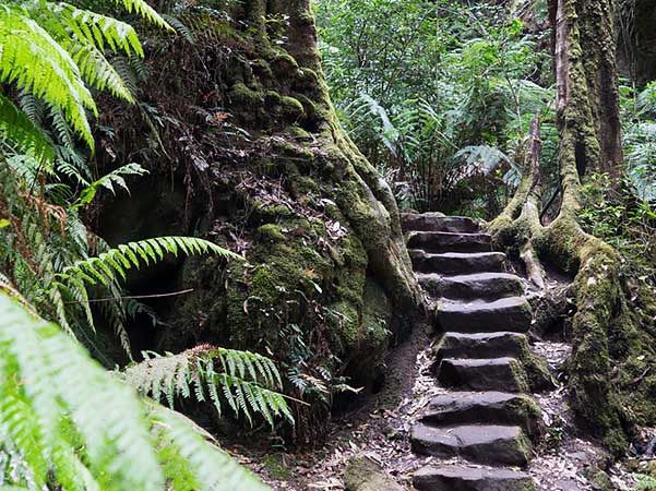 My Serene Weekend Getaway in the Blue Mountains 