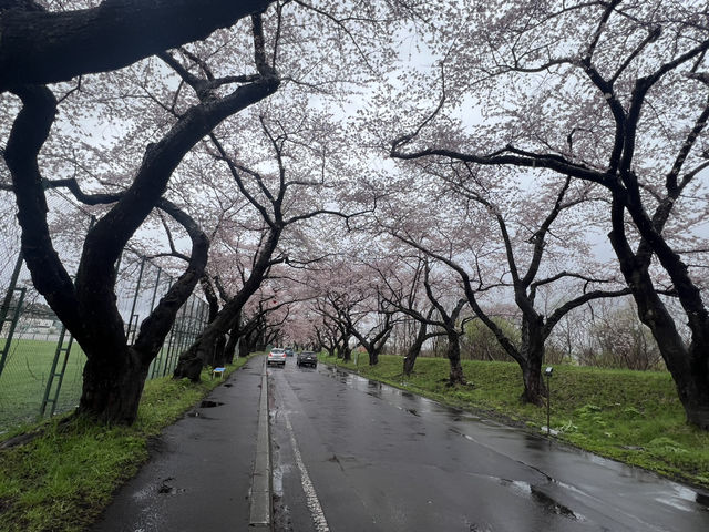 114 Hokkaido Cherry Blossom Trip