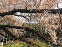 淺井一本櫻，福岡縣久留米遺世獨立的百年巨櫻