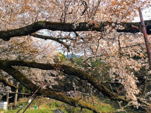 淺井一本櫻，福岡縣久留米遺世獨立的百年巨櫻