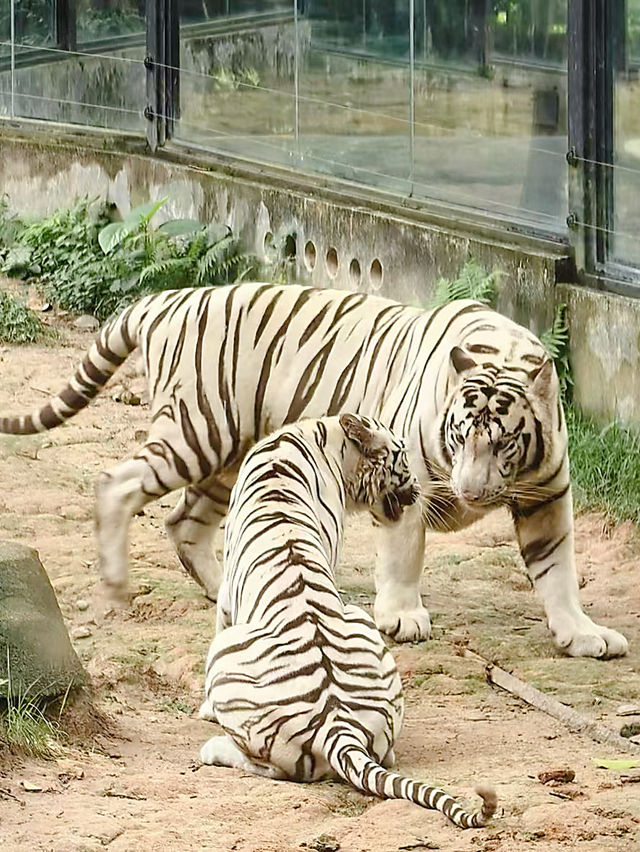 小小的動物園卻有不少嘅動物🦒🦓