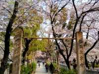 大阪道頓堀15分鐘的私房賞櫻景點---高津宮&高津公園