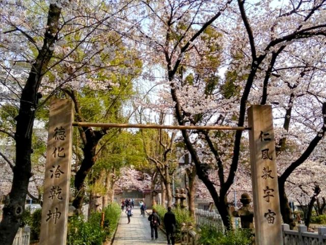 大阪道頓堀15分鐘的私房賞櫻景點---高津宮&高津公園