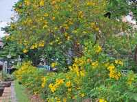 Yellow blooom at Benjakitti Park 