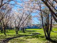 札幌近郊賞櫻秘境---豊平川桜の杜