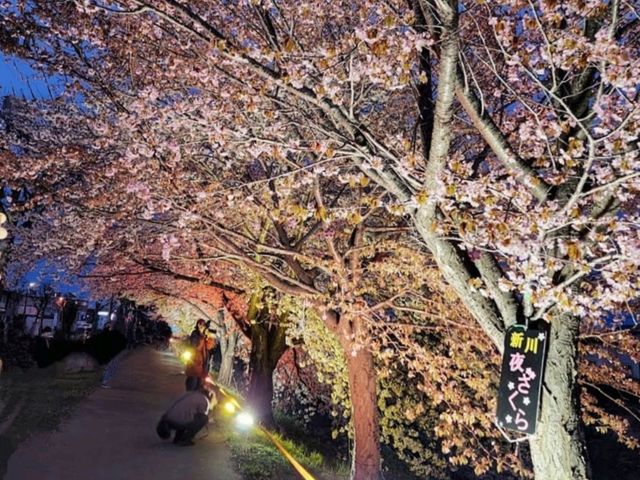 騎單車賞櫻花---札幌新川十字街公園