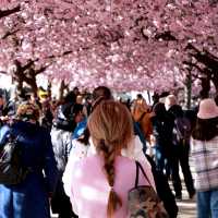 Stockholm in Bloom: Kungsträdgården’s Sakura Spectacle