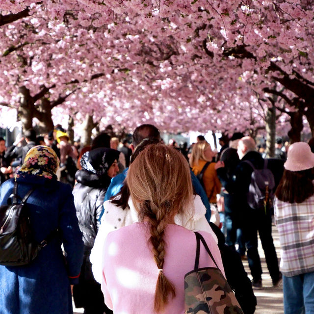 Stockholm in Bloom: Kungsträdgården’s Sakura Spectacle