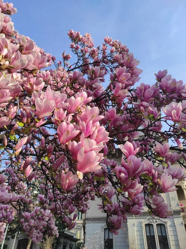 Magnolia