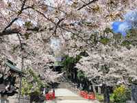 漫步在石鳥居與紅神橋的春櫻時光---仙台東照宮