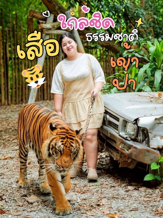 เที่ยวแบบใกล้ชิดธรรมชาติ ใกล้เสือ ที่สุดในชีวิต