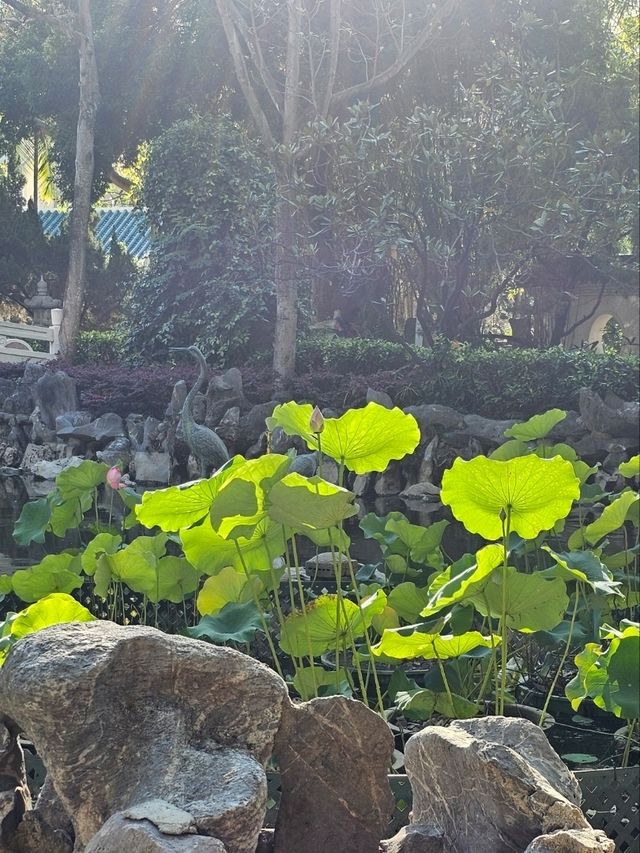 具備中國風、古色古香嘅荔枝角公園